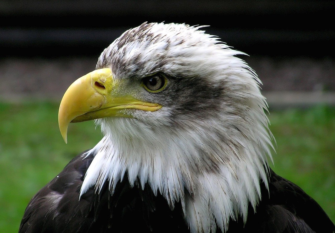 bald eagle, eagle, raptor, bird, coat of arms of bird, usa, white-tailed eagle, nature, accipitridae, haliaeetus leucocephalus, beak, plumage, feathers, eagle, eagle, eagle, usa, usa, usa, usa, usa