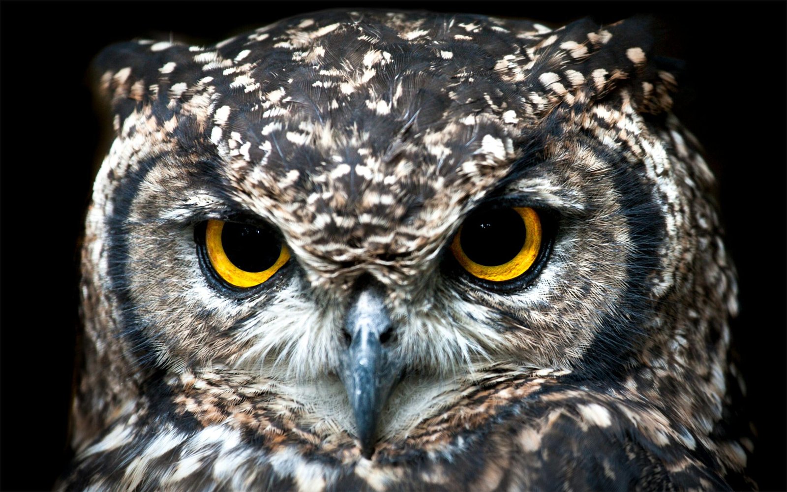 Intense close-up of a Spotted Eagle Owl showcasing its detailed plumage and piercing eyes.